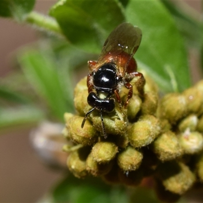 Exoneura sp. (genus) (A reed bee) at Jerrabomberra, NSW - 9 Nov 2024 by DianneClarke