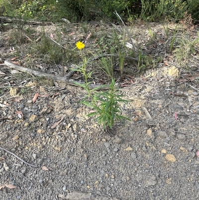 Xerochrysum bracteatum (Golden Everlasting) at Budgong, NSW - 9 Nov 2024 by lbradley