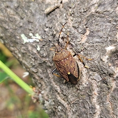 Poecilometis strigatus (Gum Tree Shield Bug) at Braidwood, NSW - 9 Nov 2024 by MatthewFrawley