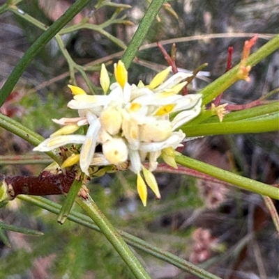 Petrophile pedunculata (Conesticks) at Budgong, NSW - 9 Nov 2024 by lbradley