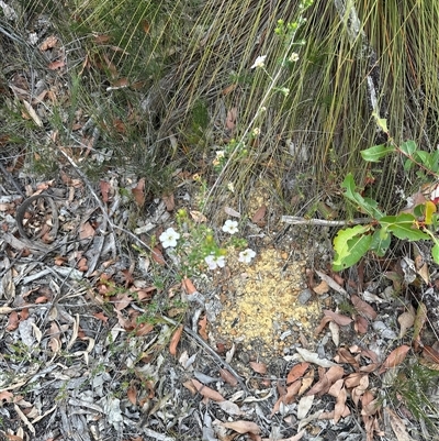 Leptospermum rotundifolium (Round Leaf Teatree) at Budgong, NSW - 9 Nov 2024 by lbradley