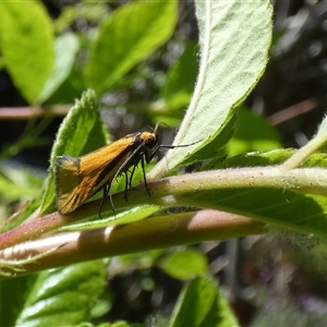 Philobota undescribed species near arabella at McKellar, ACT - suppressed