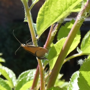 Philobota undescribed species near arabella at McKellar, ACT - suppressed