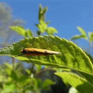 Philobota undescribed species near arabella at McKellar, ACT - suppressed