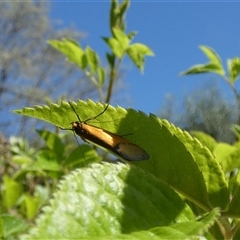 Philobota undescribed species near arabella at McKellar, ACT - suppressed