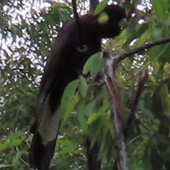 Zanda funerea (Yellow-tailed Black-Cockatoo) at Moollattoo, NSW - 9 Nov 2024 by lbradley