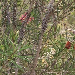 Melaleuca linearis (Narrow-leaved Bottlebrush) at Budgong, NSW - 9 Nov 2024 by lbradley