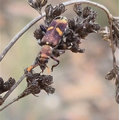 Eleale pulchra (Clerid beetle) at Bungendore, NSW - 9 Nov 2024 by clarehoneydove