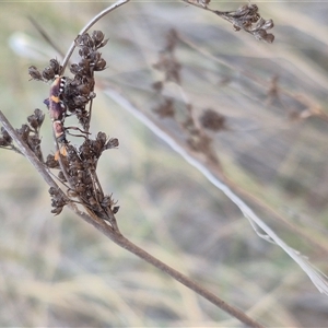 Eleale pulchra at Bungendore, NSW - 9 Nov 2024