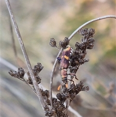 Eleale pulchra at Bungendore, NSW - 9 Nov 2024