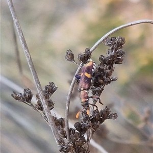 Eleale pulchra at Bungendore, NSW - 9 Nov 2024