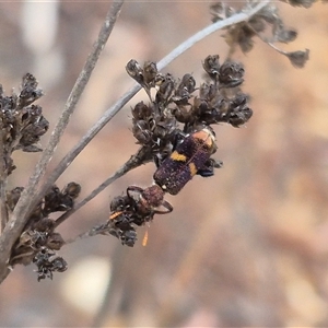 Eleale pulchra at Bungendore, NSW - 9 Nov 2024