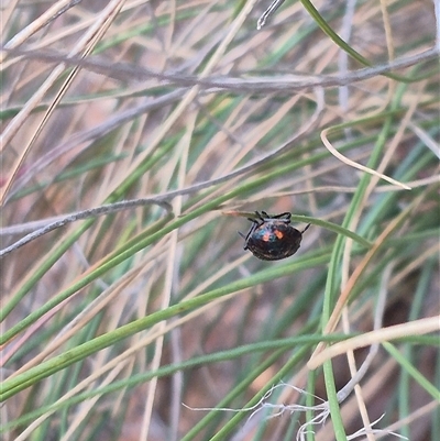 Cermatulus nasalis (Predatory shield bug, Glossy shield bug) at Bungendore, NSW - 9 Nov 2024 by clarehoneydove