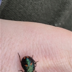 Cermatulus nasalis at Bungendore, NSW - 9 Nov 2024