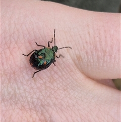 Cermatulus nasalis at Bungendore, NSW - 9 Nov 2024