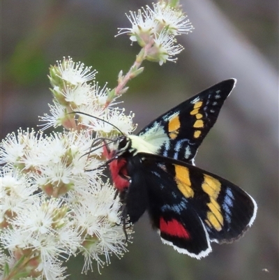 Agarista agricola (Joseph's Coat Moth) at Budgong, NSW - 9 Nov 2024 by lbradley