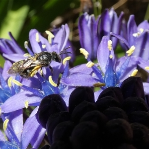 Lasioglossum (Chilalictus) sp. (genus & subgenus) at McKellar, ACT - 9 Oct 2024