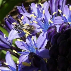 Lasioglossum (Chilalictus) sp. (genus & subgenus) at McKellar, ACT - 9 Oct 2024