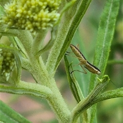 Orthodera ministralis (Green Mantid) at Bungendore, NSW - 9 Nov 2024 by clarehoneydove