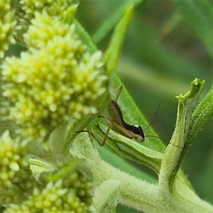 Orthodera ministralis at Bungendore, NSW - suppressed