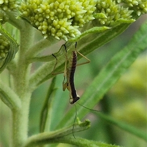 Orthodera ministralis at Bungendore, NSW - suppressed