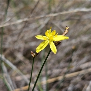 Tricoryne elatior at Hawker, ACT - 9 Nov 2024