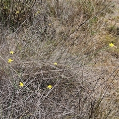 Tricoryne elatior at Hawker, ACT - 9 Nov 2024