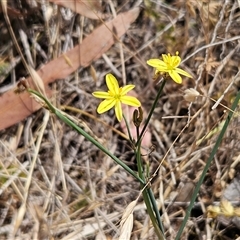 Tricoryne elatior (Yellow Rush Lily) at Hawker, ACT - 9 Nov 2024 by sangio7