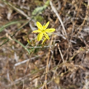 Tricoryne elatior at Hawker, ACT - 9 Nov 2024