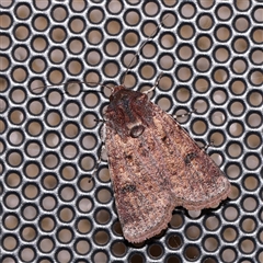 Agrotis porphyricollis (Variable Cutworm) at Turner, ACT - 6 Nov 2024 by ConBoekel