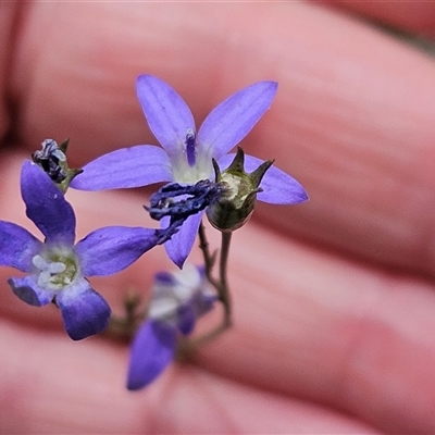 Wahlenbergia sp. (Bluebell) at Hawker, ACT - 9 Nov 2024 by sangio7