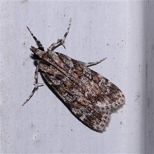 Scoparia gethosyna at Turner, ACT - 7 Nov 2024 08:59 PM