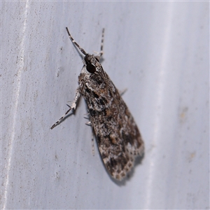 Scoparia gethosyna at Turner, ACT - 7 Nov 2024 08:59 PM