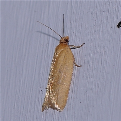 Epiphyas caryotis (A Tortricid moth) at Turner, ACT - 7 Nov 2024 by ConBoekel