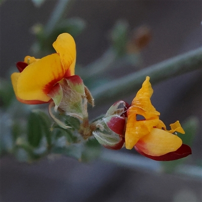 Mirbelia oxylobioides (Mountain Mirbelia) at Acton, ACT - 7 Nov 2024 by ConBoekel