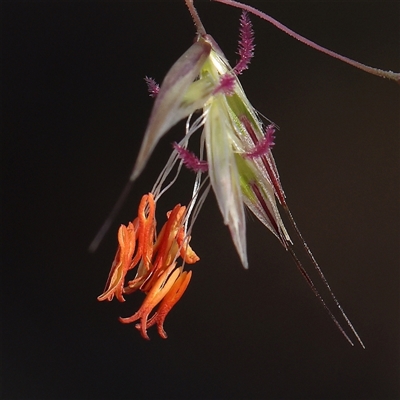 Rytidosperma pallidum (Red-anther Wallaby Grass) at Acton, ACT - 8 Nov 2024 by ConBoekel