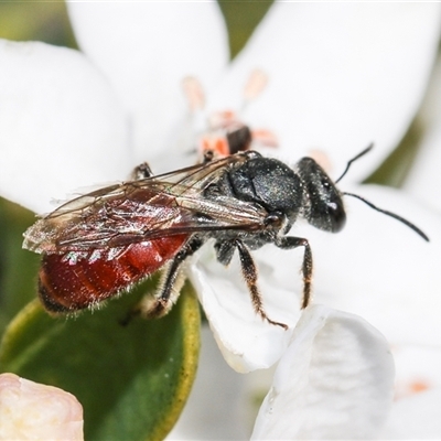 Lasioglossum (Parasphecodes) sp. (genus & subgenus) (Halictid bee) at Higgins, ACT - 10 Sep 2024 by AlisonMilton