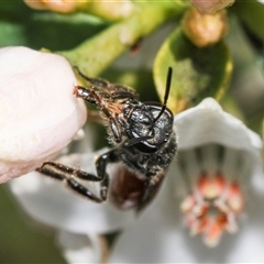 Lasioglossum (Parasphecodes) sp. (genus & subgenus) at Higgins, ACT - 10 Sep 2024