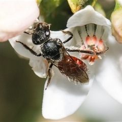 Lasioglossum (Parasphecodes) sp. (genus & subgenus) at Higgins, ACT - 10 Sep 2024 01:14 PM