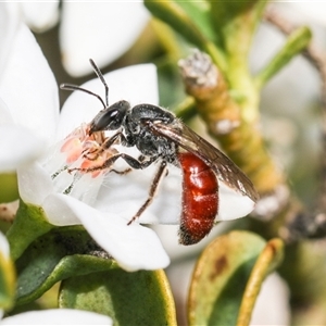 Lasioglossum (Parasphecodes) sp. (genus & subgenus) at Higgins, ACT - 10 Sep 2024