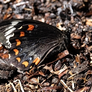 Papilio aegeus at Higgins, ACT - 8 Nov 2024 03:03 PM