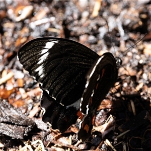 Papilio aegeus at Higgins, ACT - 8 Nov 2024 03:03 PM