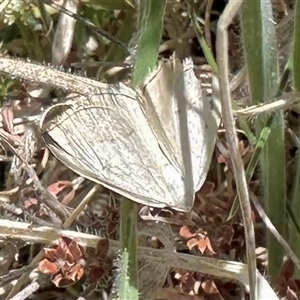 Taxeotis (genus) at Rendezvous Creek, ACT - 9 Nov 2024