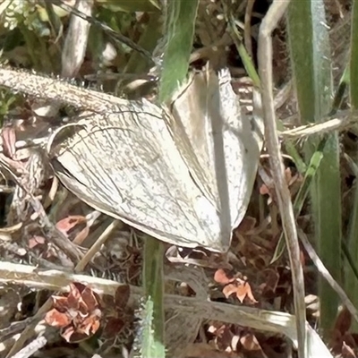 Taxeotis (genus) (Unidentified Taxeotis geometer moths) at Rendezvous Creek, ACT - 9 Nov 2024 by KMcCue