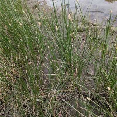 Eleocharis acuta (Common Spike-rush) at Hackett, ACT - 9 Nov 2024 by WalterEgo