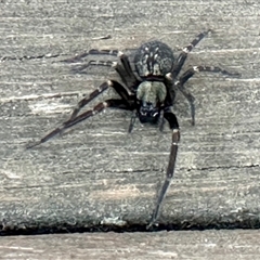 Badumna insignis at Aranda, ACT - 9 Nov 2024 06:14 PM