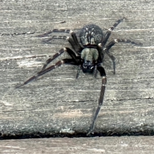 Badumna insignis at Aranda, ACT - 9 Nov 2024