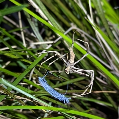 Asianopis sp. (genus) (Net-casting spider) at Mount Kembla, NSW - 3 Nov 2024 by BackyardHabitatProject