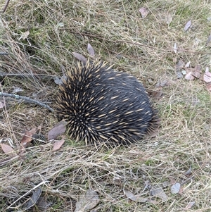 Tachyglossus aculeatus at Hackett, ACT - 9 Nov 2024 04:45 PM