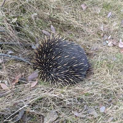 Tachyglossus aculeatus (Short-beaked Echidna) at Hackett, ACT - 9 Nov 2024 by WalterEgo